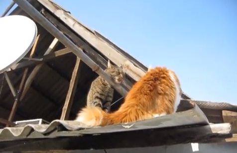 Два кота устроили разборки на крыше