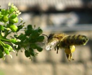 Пчела опыляет виноград