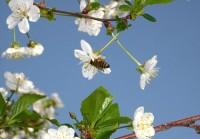 Пчела на цветке фото